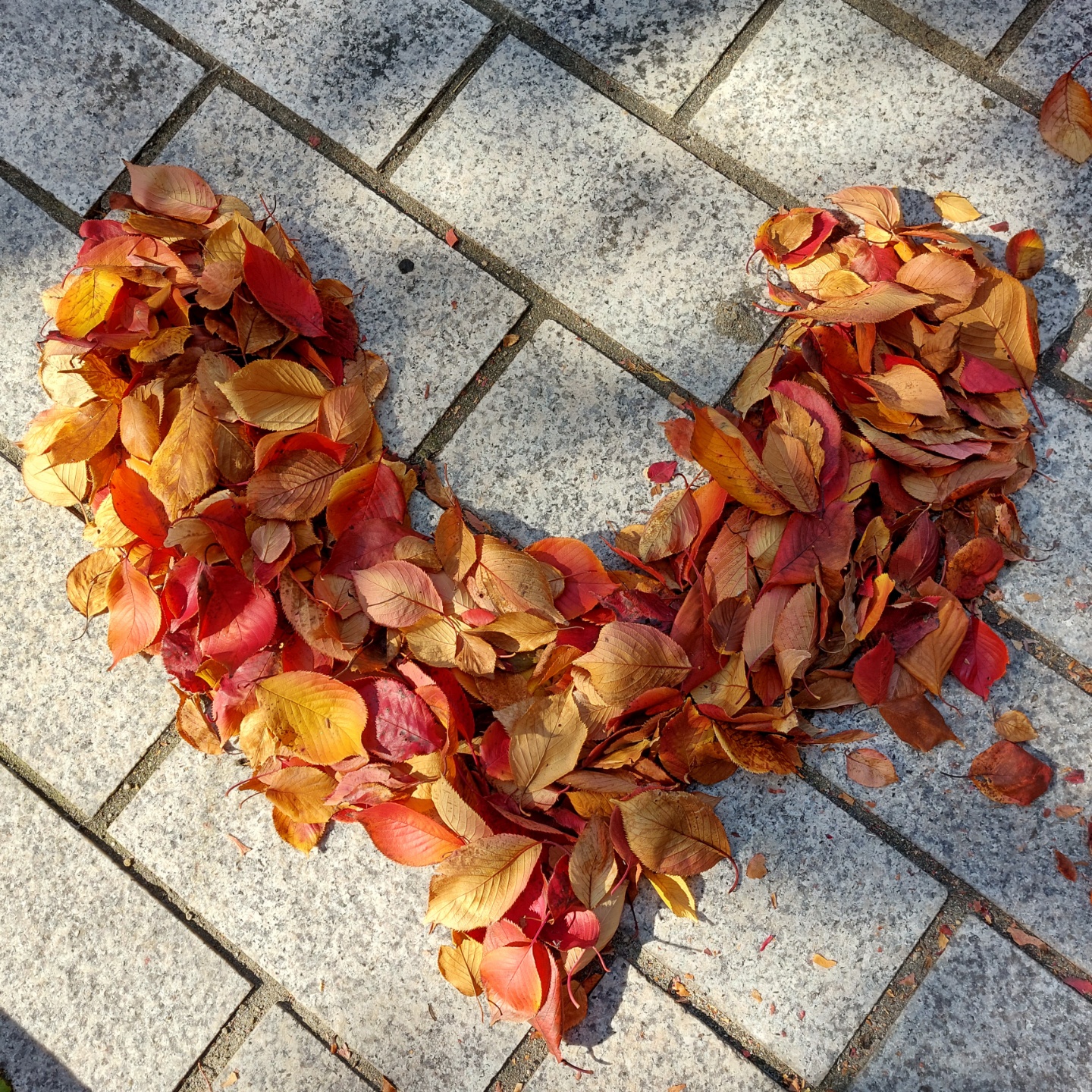 2022년 가을의 캠퍼스 5번째 첨부파일 이미지