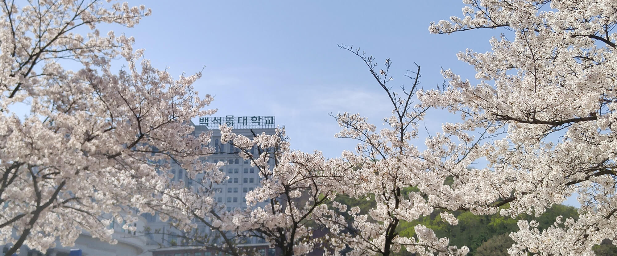 세계로 취업하는 대학, 취업률 100%에 도전하는 대학, S.T.A.R로 키우는 대학, 백석문화대학교